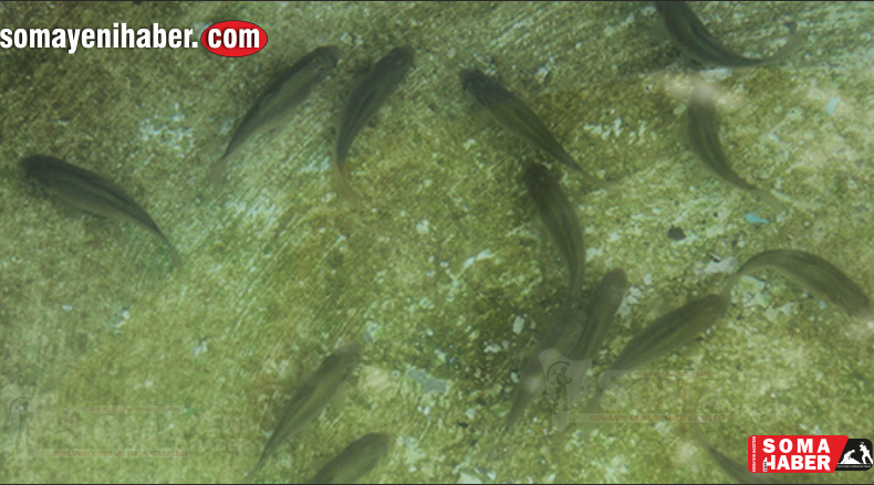 Atıksu Tesisindeki doğaya salınan sularda balıklar yüzmeye başladı