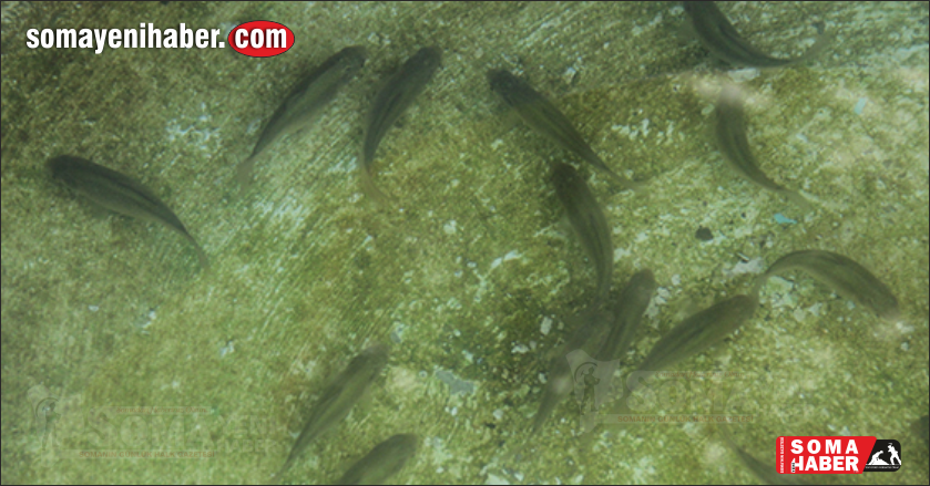 Atıksu Tesisindeki doğaya salınan sularda balıklar yüzmeye başladı